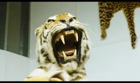 Dan O'Neill | Illegal wildlife trade