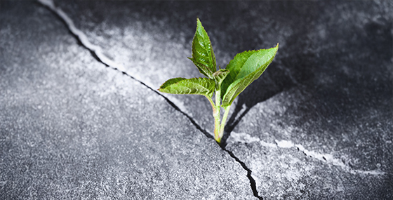 Turning Crisis into Opportunity: Lessons from Resilient Leaders