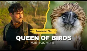 Dan O'Neill | Queen of Birds documentary